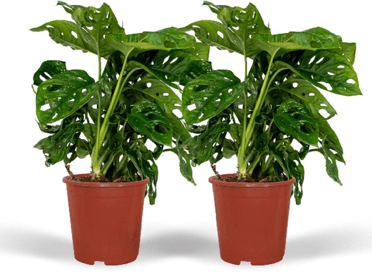 2x Monstera Monkey Leaf - Gatenplant - 30cm - ø12