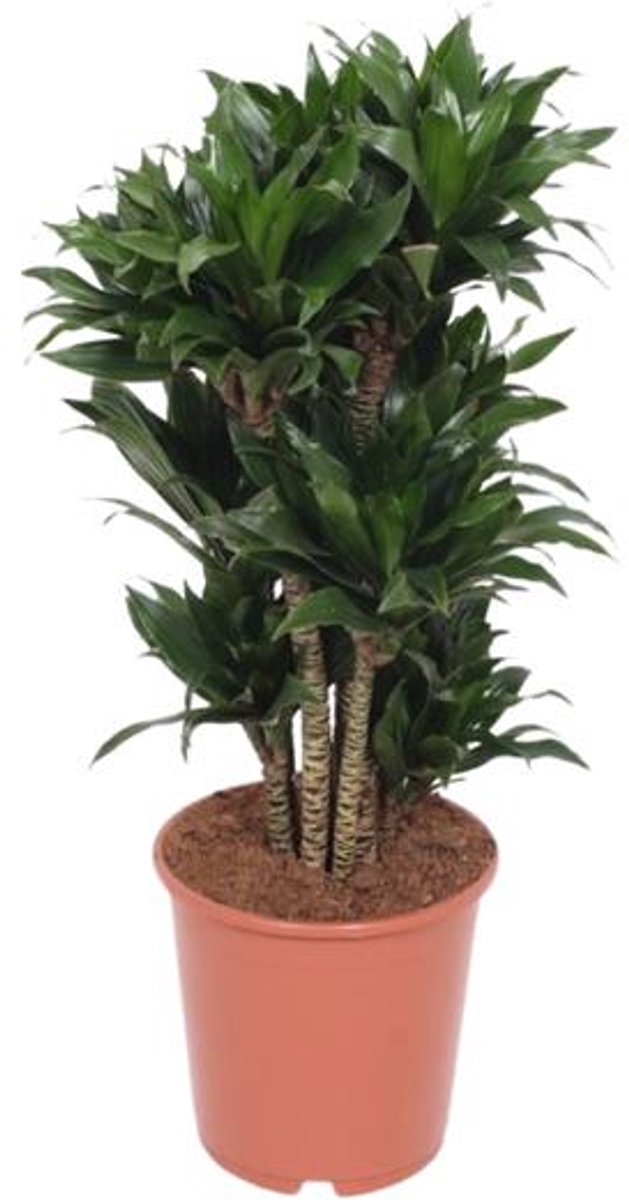 Dracaena Compacta - Ø24cm - 80cm