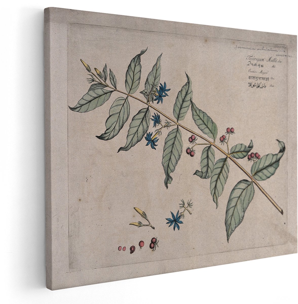 Artaza Canvas Schilderij Botanische Illustratie - 150x120 cm - Groot - Wanddecoratie Bloemen - Muurdecoratie Vintage - Schilderijen Op Canvas Plant