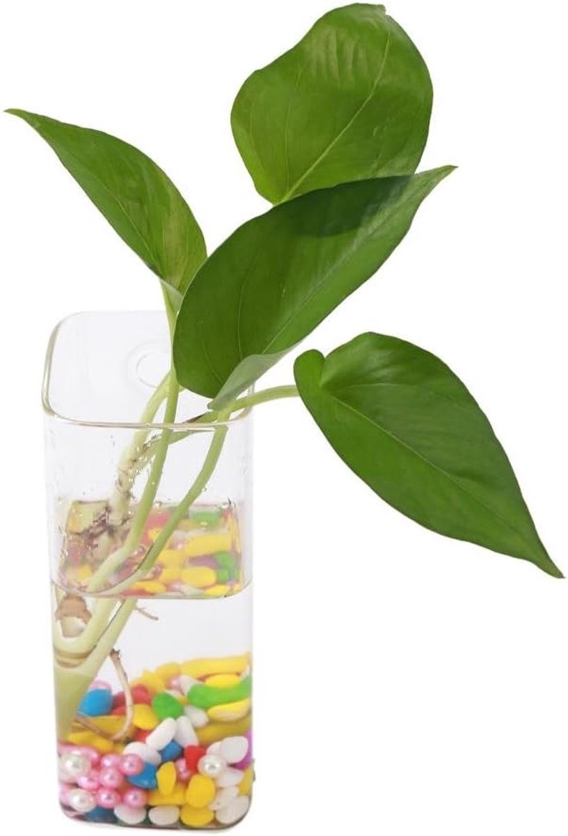 SnelShoppen - Hydroponics Hangende Glazen Vazen Uienvorm Terrarium voor Bloempotten Water Planten Wanddecoratie - Hoogwaardige Glazen Wandvazen