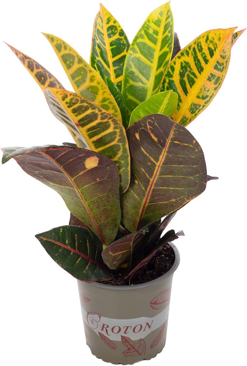SnelShoppen - Miracle bush 'Petra' - Makkelijk te verzorgen kamerplant, Codiaeum Petra, hoogte ca. 40 cm, pot Ø 13 cm, ideaal voor woonkamer en kantoo