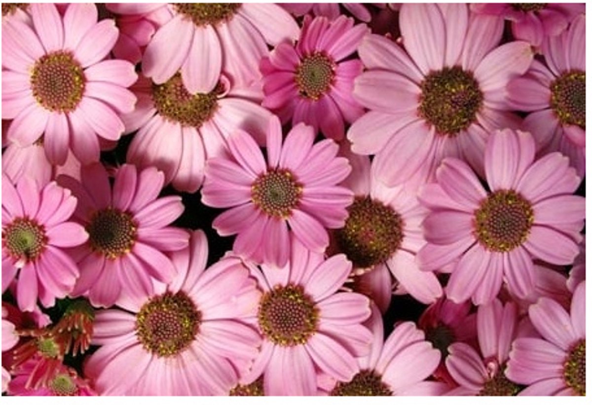 Jardin de Fleurs | 17x11 | 6 stuks | Vak 114