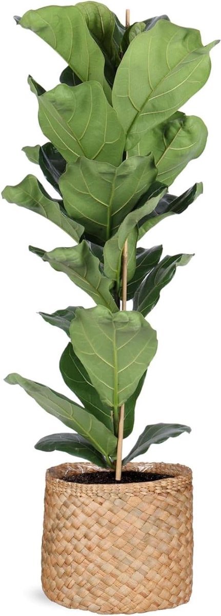 Ficus Lyrata - Vioolbladige Ficus - Binnen Decoratie - Vertakte Variant - 120 cm - Groen