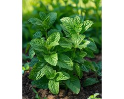 Pepermunt Zaden Mentha Piperita Meerjarig Pilletjes