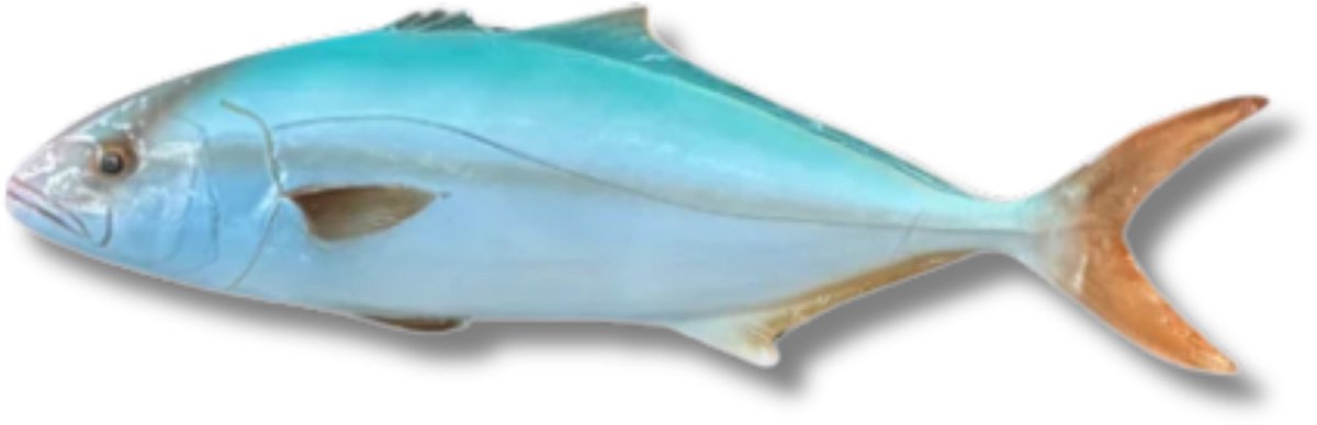 Ricciola 50 cm