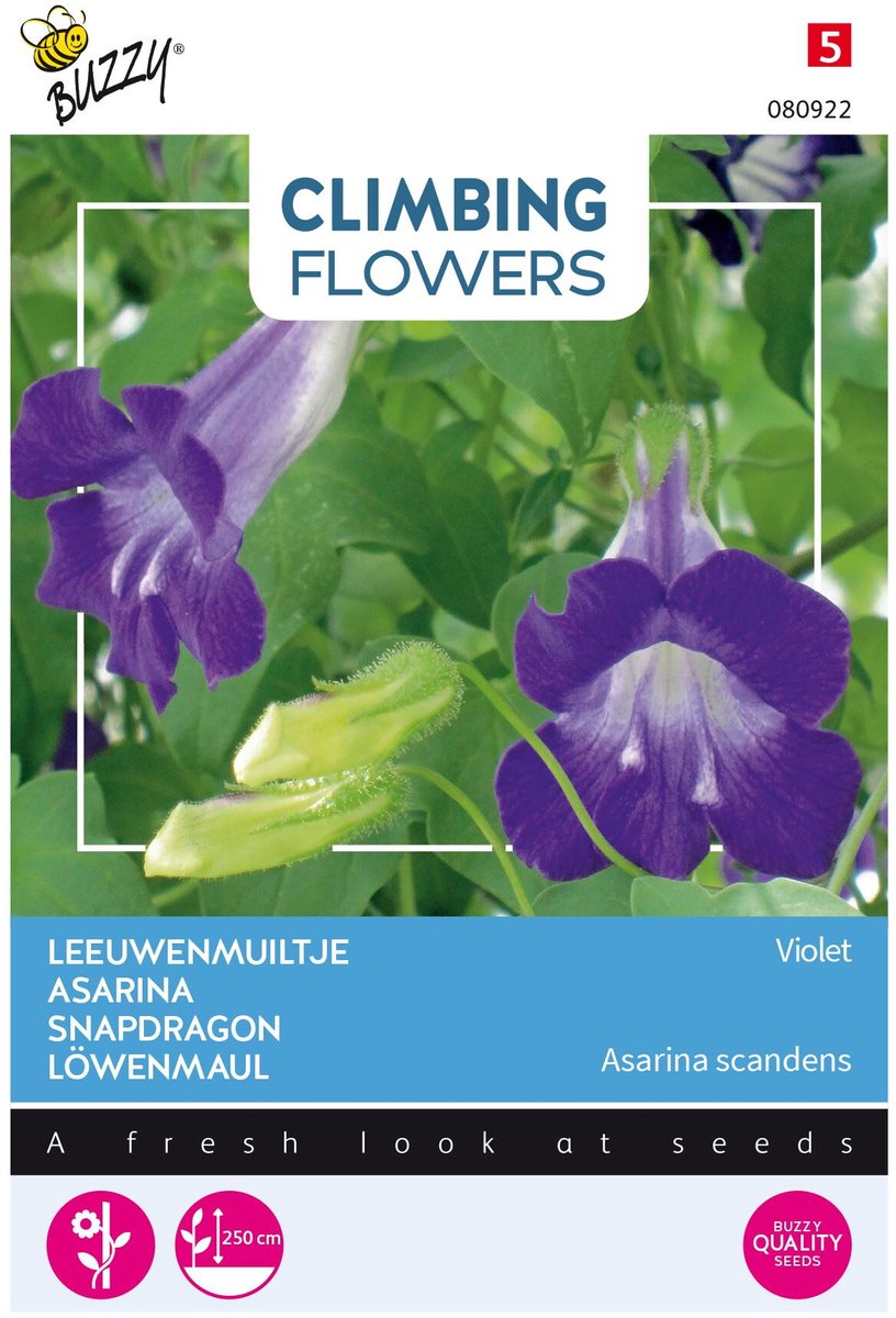 Buzzy  Flowering Climbers Asarina Bloemzaad - Blauw