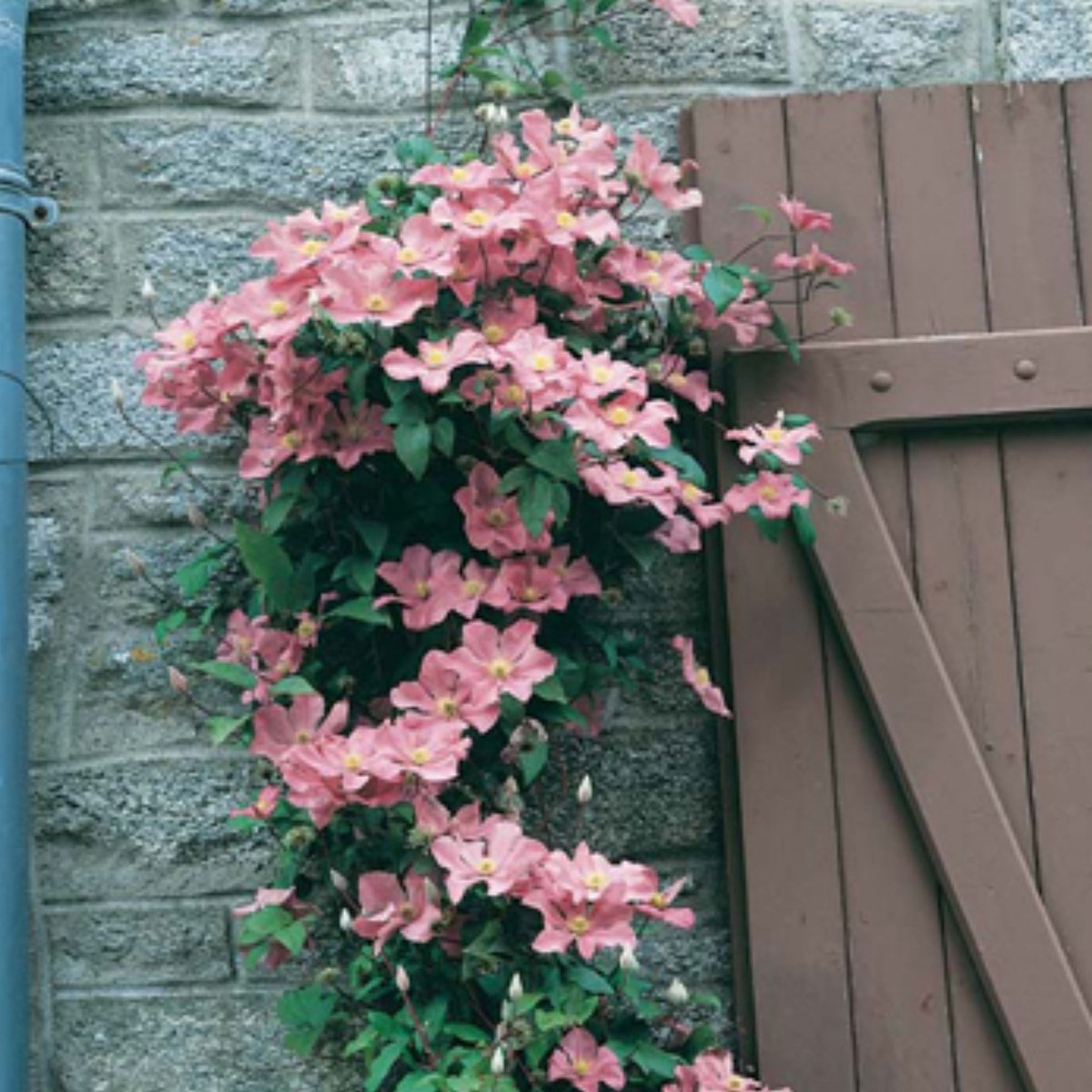 Bosrank (Clematis) - Comtesse de Bouchard - roze - Bijen-Vlinders - Klimplant - bloeit in Oktober / November / December / Juli / Augustus / September