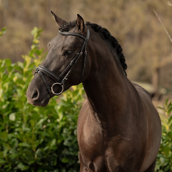 Epplejeck Hoofdstel Epplejeck Radal Zwart-zwart | Maat: Paard Epplejeck Hoofdstel Epplejeck Radal Zwart-zwart | Maat: Paard