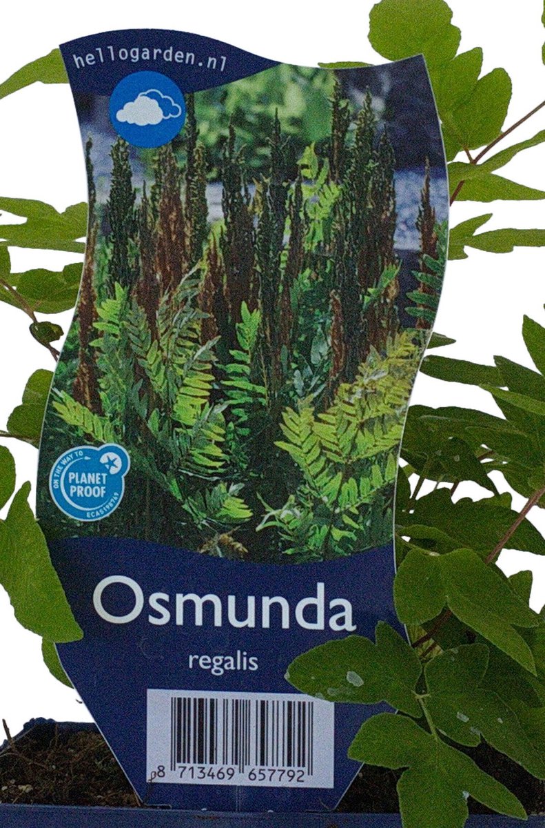 Griffioen - Osmunda regalis