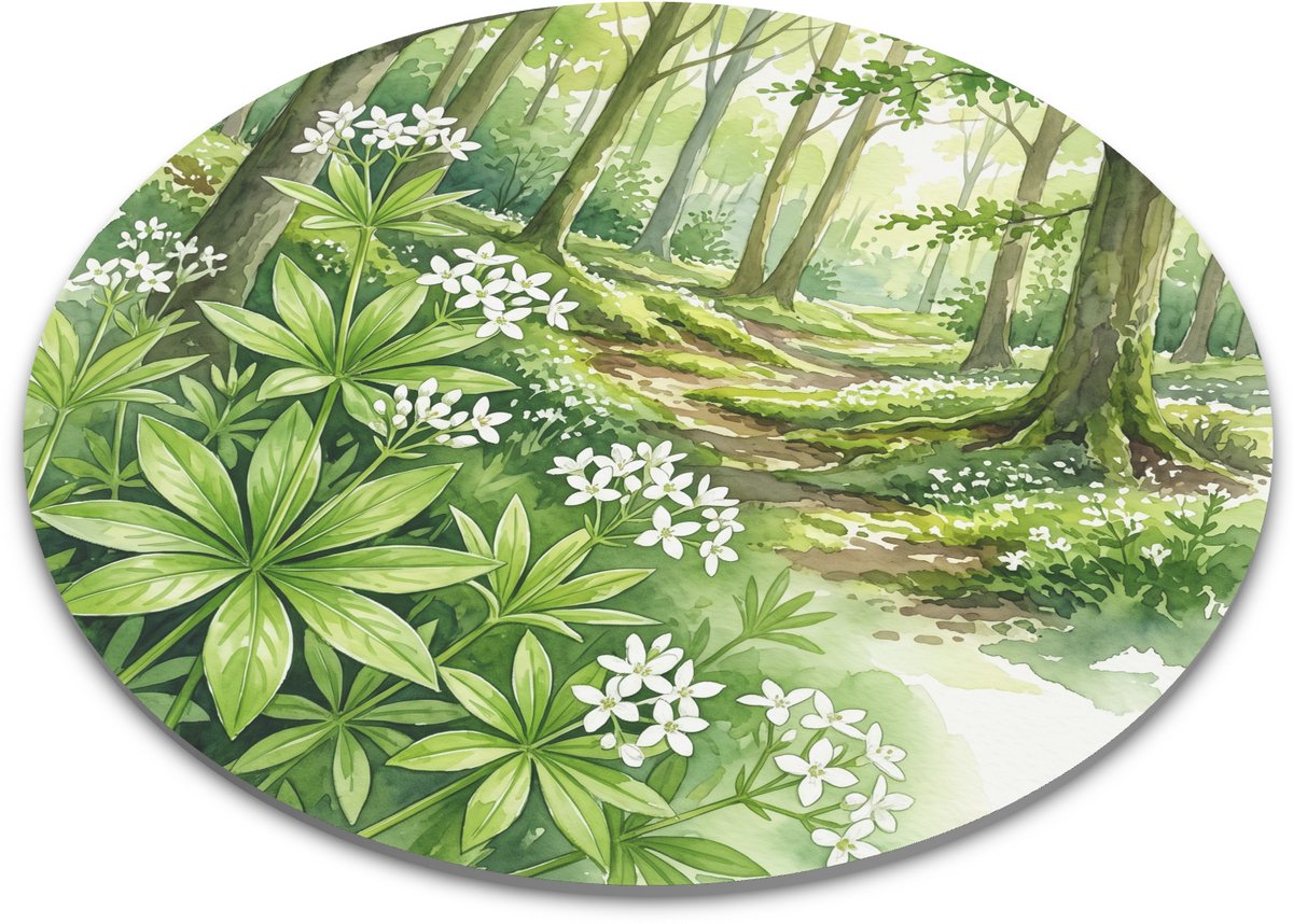 Ronde muismat lievevrouwebedstro met witte bloemetjes - Galium odoratum aquarel in Nederlands bos, botanische illustratie voor bureau en thuiswerkplek 22 cm