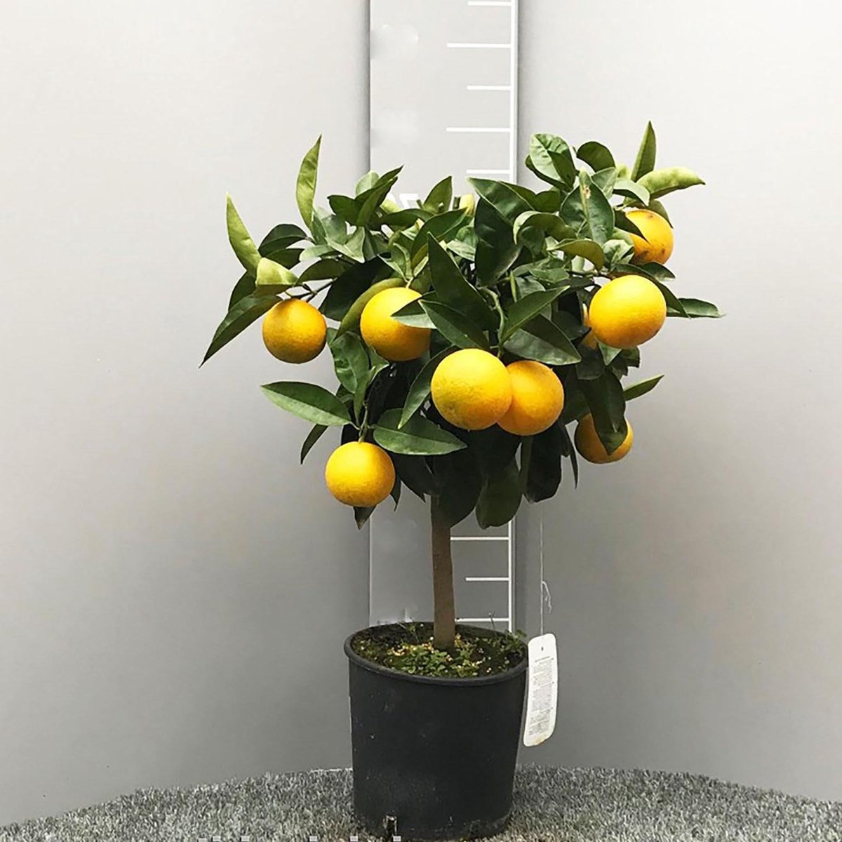 Sinaasappelboom Pot - Citrus Boom - Fruit Kweken - 2-3 Jaar Enten - 70 cm Hoog - Groen