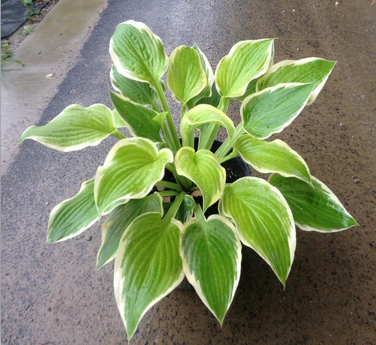 Hosta Zaden - Planten Zaden - Tuinieren Buiten - Koubestendig - 150 Stuks - Groen