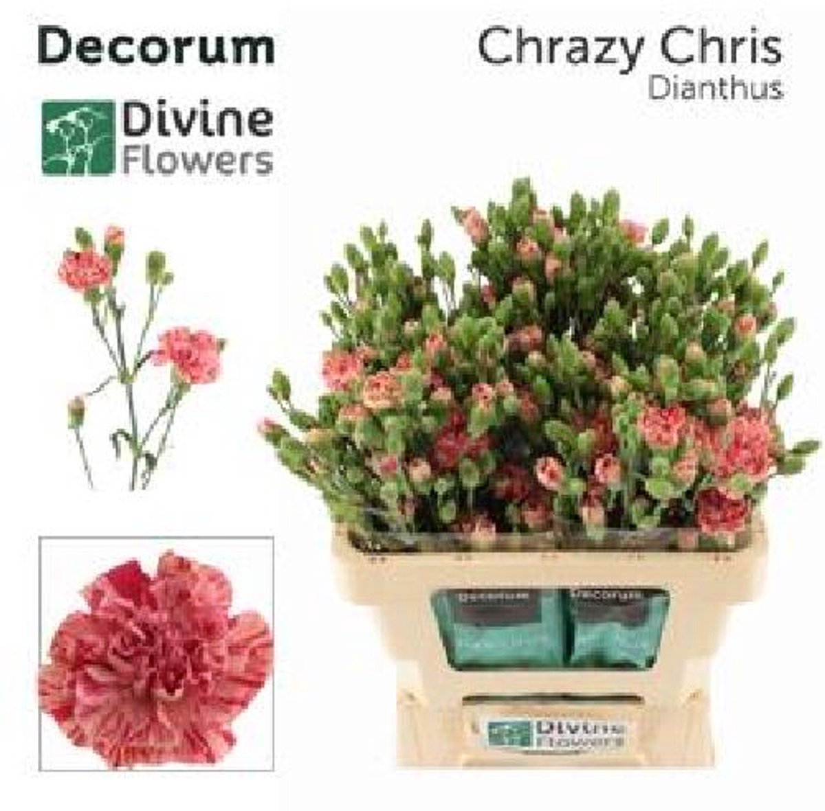 10x Dian.tr.chrazy chris 60cm