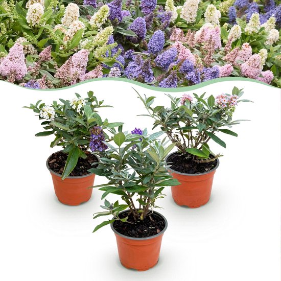 Green boutiQ - Tuinplant - Buddleja davidii Butterfly Candy Little Tricolour -...