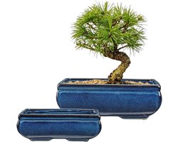 Bonsaipotten Set - Plantenbakken Succulenten - Bonsai Kweken - Hooggebakken Keramiek - 25.5 cm - Blauw
