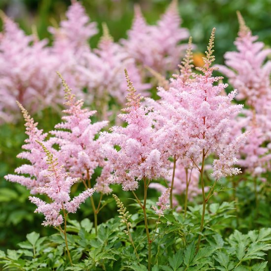 Verschillende pluimspirea's met zachtroze bloemen en groene bladeren.