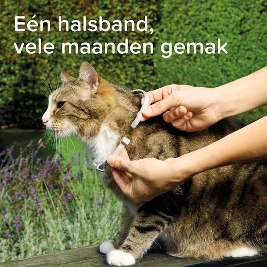 Grijze Beaphar medicinale halsband voor katten. De halsband wordt omgedaan bij een kat op een houten bankje. Tekst: 'Eén halsband, vele maanden gemak.'