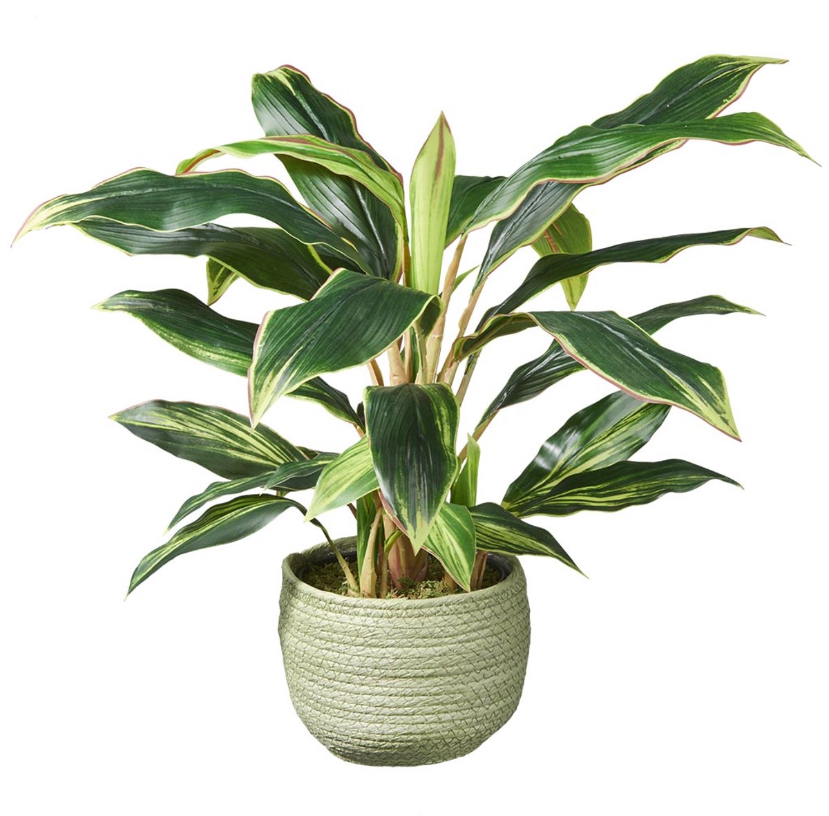 Kunstplant Cordyline H60cm in mand groen - HTT Decorations kunstplanten