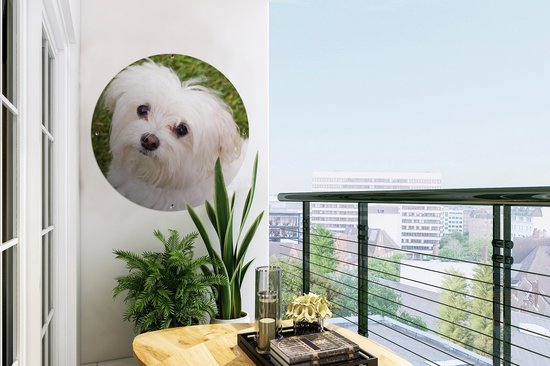 Affiche de jardin ronde représentant un chien maltais blanc sur fond vert, sur un mur près d'un balcon avec vue.