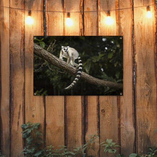 Lémur catta dans son habitat naturel Affiche de jardin 90x60 cm - Toile de jardin / Toile d'extérieur / Peintures d'extérieur (décoration de jardin)