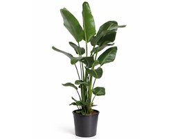 Strelitzia Nicolai - 100 - 120cm Hoog - Paradijsvogelplant - Luchtzuiverend - Pot 21cm