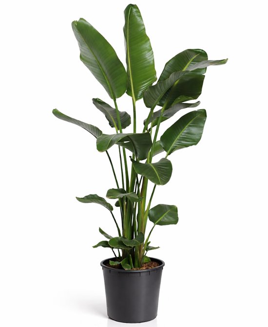 Strelitzia Nicolai - 100 - 120cm Hoog - Paradijsvogelplant - Luchtzuiverend - Pot 21cm