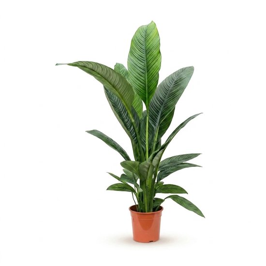 Lepelplant – ‘Sensation’ Bush