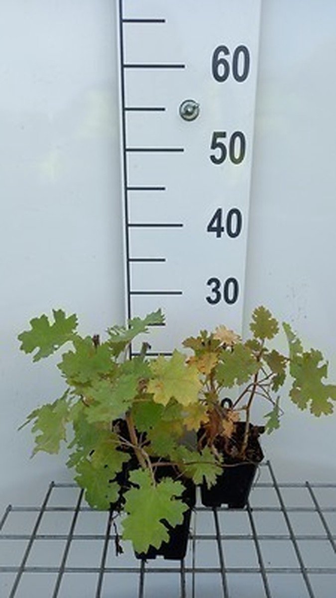 6x Pluimpapaver - Macleaya micr. 'Kelways Coral Plume' | 9x9 cm pot