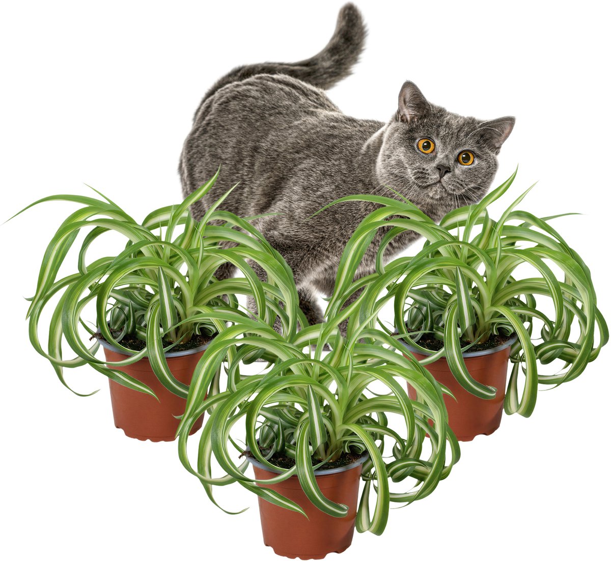 Chlorophytum Bonnie – Graslelie – Set van 3 Kamerplanten - Luchtzuiverend – Diervriendelijk – 25–35 cm – Pot 12 cm
