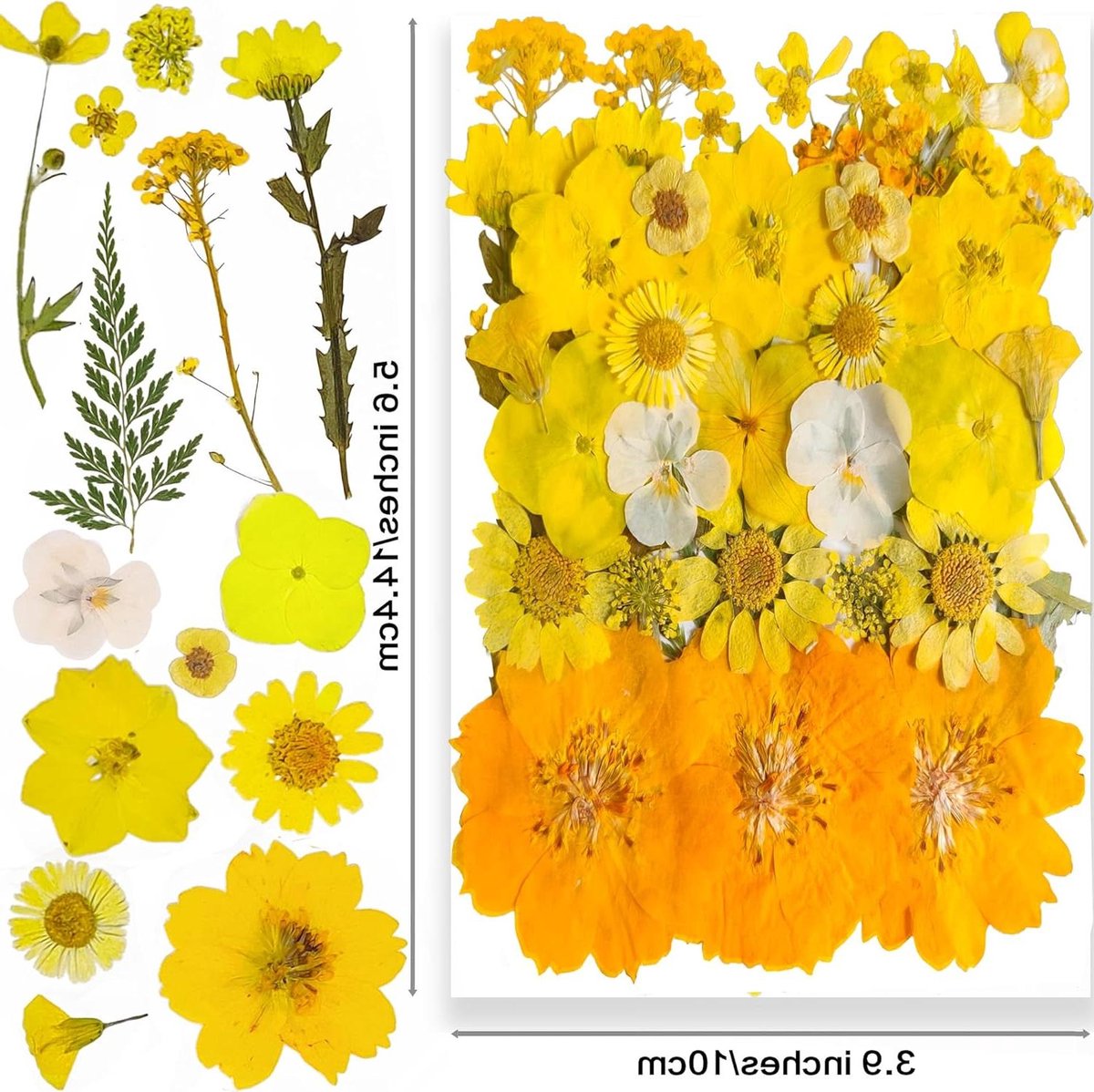 Gedroogde Geperste Bloemen - Natuurlijke Bloemen Hars - Knutselen Decoratie - Echte Natuurlijke Bloemen - 38 Stuks - Geel