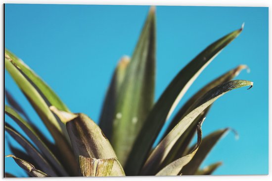 Dibond - Bladeren van Ananas met Blauwe Achtergrond - 60x40 cm Foto op Aluminium (Wanddecoratie van metaal)