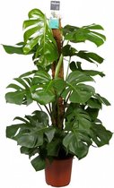 Monstera Pertusum - gatenplant, 120 CM hoog, 24 CM potdiameter