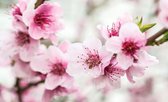 Cherry Blossom Flowers  Photo Wallcovering