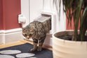 Grijze cyperse kat loopt door een wit kattenluik in een deurpost.