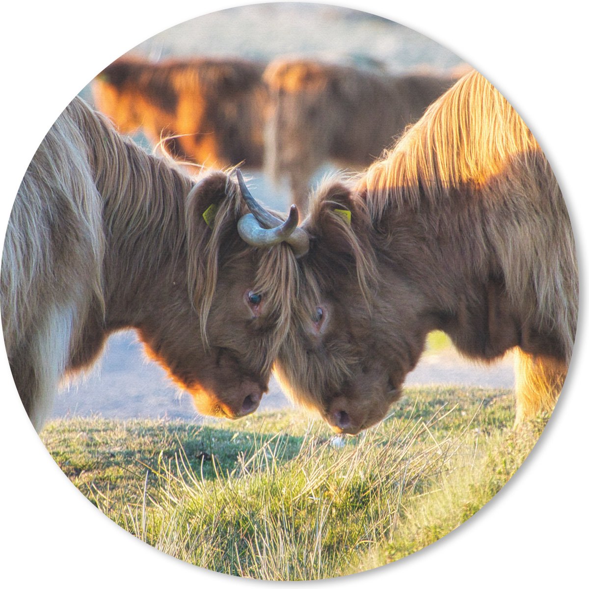 Muismat rond 50x50 cm - Mousepad Schotse Hooglanders - Dieren - Zon - Ronde muismatten