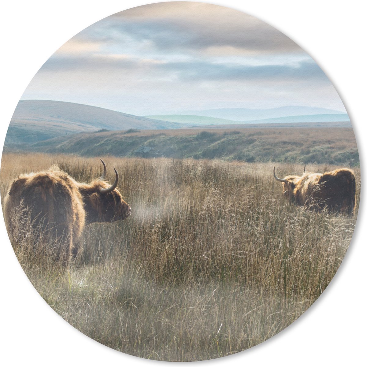Muismat rond 30x30 cm - Mousepad Schotse Hooglanders - Mist - Gras - Ronde muismatten