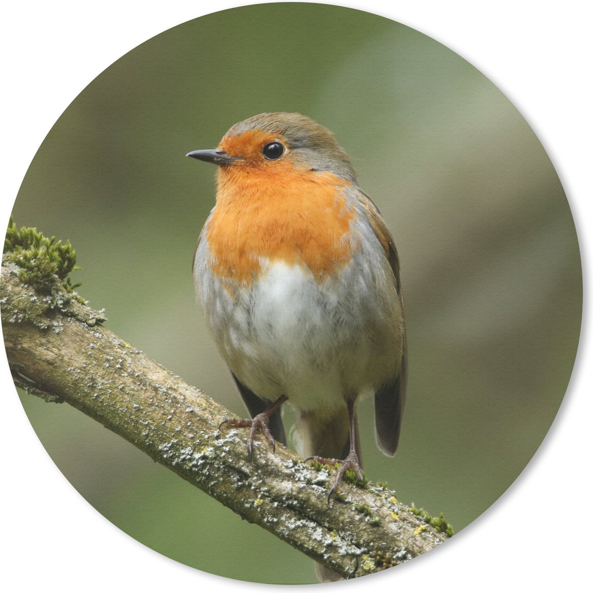 Muismat rond 40x40 cm - Mousepad Vogel - Roodborstje - Tak - Planten - Ronde muismatten