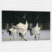 Muursticker - Fluitende Kraanvogels in landschap Vol met Sneeuw - 120x80 cm Foto op Muursticker