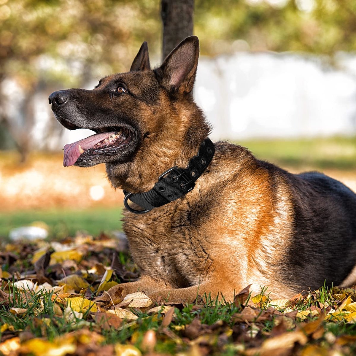 French Bandit Berrylicious halsband voor honden