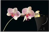 KitchenYeah inductie beschermer 76x51 cm - Bloemen orchidee - Kookplaataccessoires roze - Afdekplaat voor kookplaat - Anti slip mat - Keuken decoratie inductieplaat - Inductiebeschermer accessoires - Inductiemat - Beschermmat voor fornuis