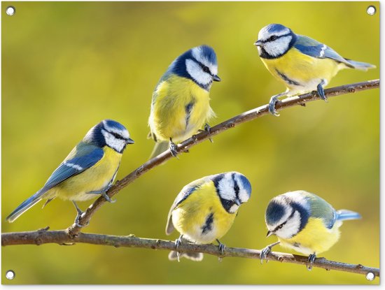 Tuinposter - Tuindecoratie vogels - voor buiten - Vogel op een tak - Schutting decoratie - Tuin