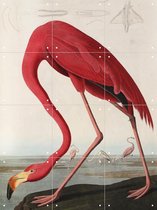IXXI Flamingo - Wanddecoratie - Dieren en insecten - 60 x 80 cm