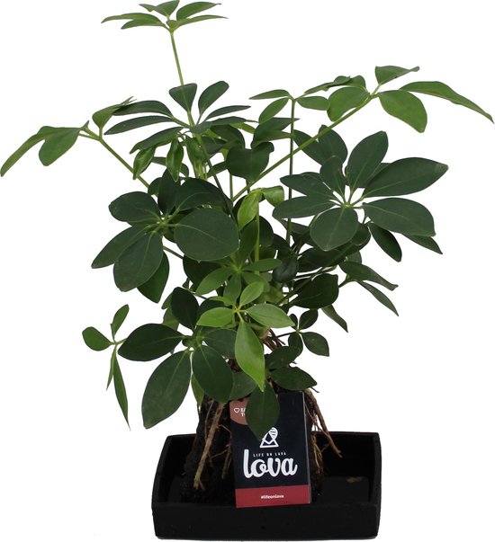 Kamerplant van Botanicly – Lova Schefflera in steen 'Lava 4' als set – Hoogte: 48 cm – Schefflera