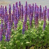 100 x Salvia nemorosa 'Ostfriesland'- Salie in 9x9cm pot met hoogte 5-10cm