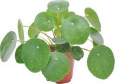 Pilea Peperomioides Pannenkoekplant - ↑ 25-30cm - Ø 15cm