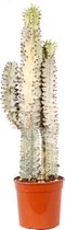Cactus van Botanicly – Cowboycactus – Hoogte: 80 cm – Euphorbia Eritrea variegata