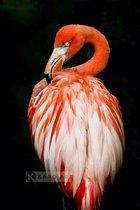 Schilderij - Flamingo , Multikleur, 3 maten , Premium print