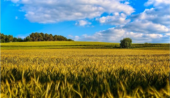 Poster zomers veld | Natuur poster | Poster natuur| Poster landschap ...