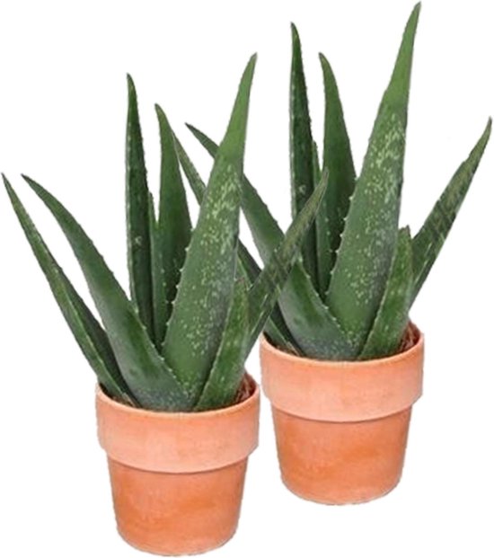2x Aloe Vera plant - Incl. Terracotta Pot - Set Van 2 - ↑ 40-45cm - Ø 12cm