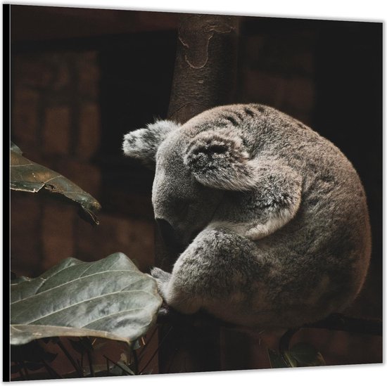 Dibond –Koalabeer op Boomstam– 100x100 Foto op Aluminium (Wanddecoratie van metaal)